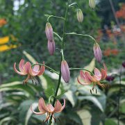 Attiwaw - inflorescence